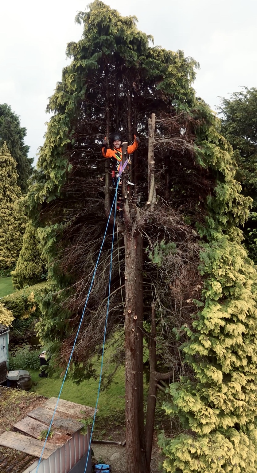 Baumkletterer arbeitet hoch in einem Baum
