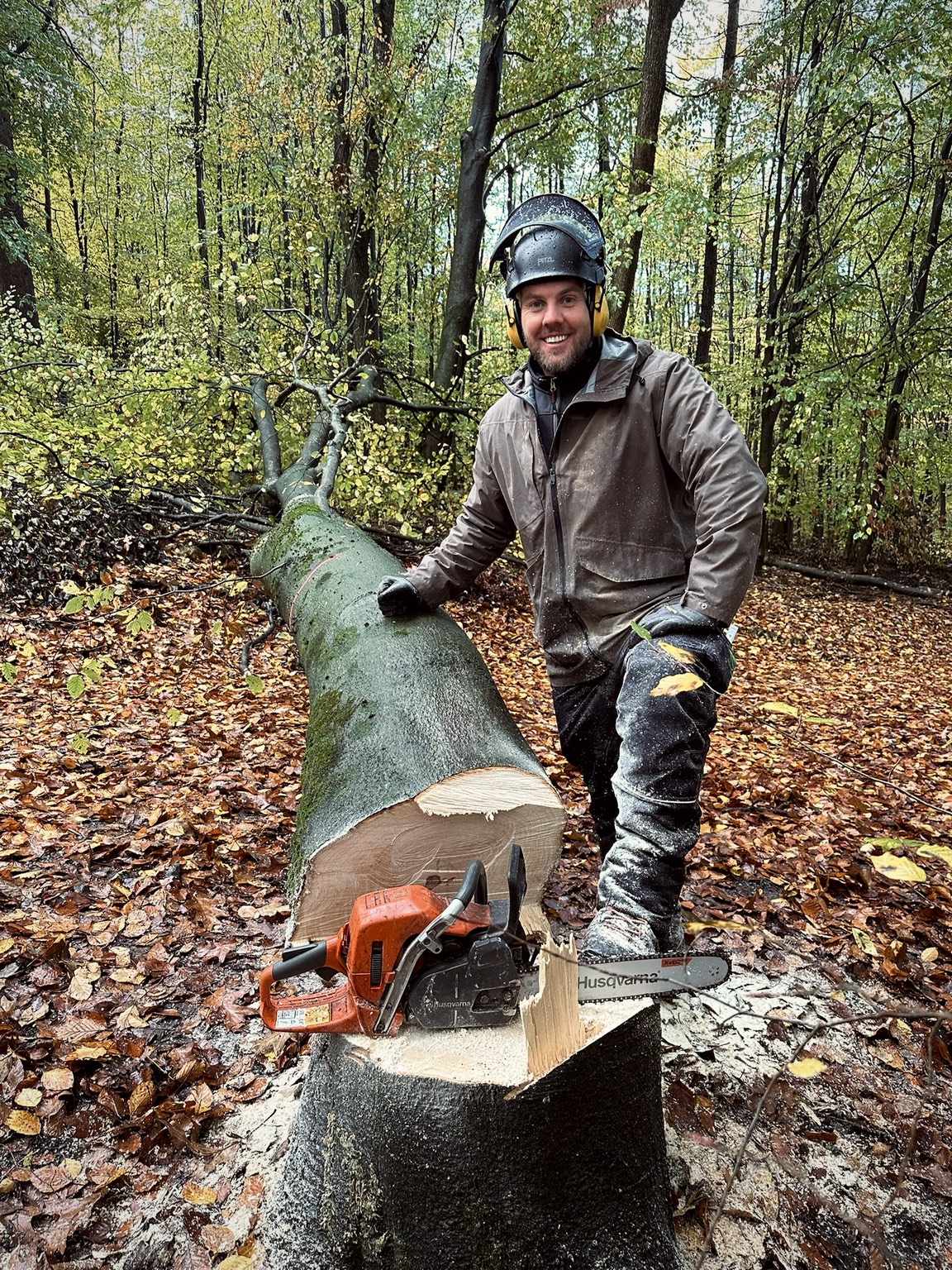 Arbeit im Wald mit gefälltem Stamm