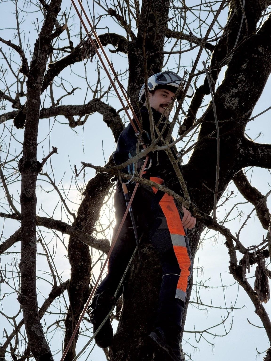 Nikolai Naber bei Arbeiten im Baum