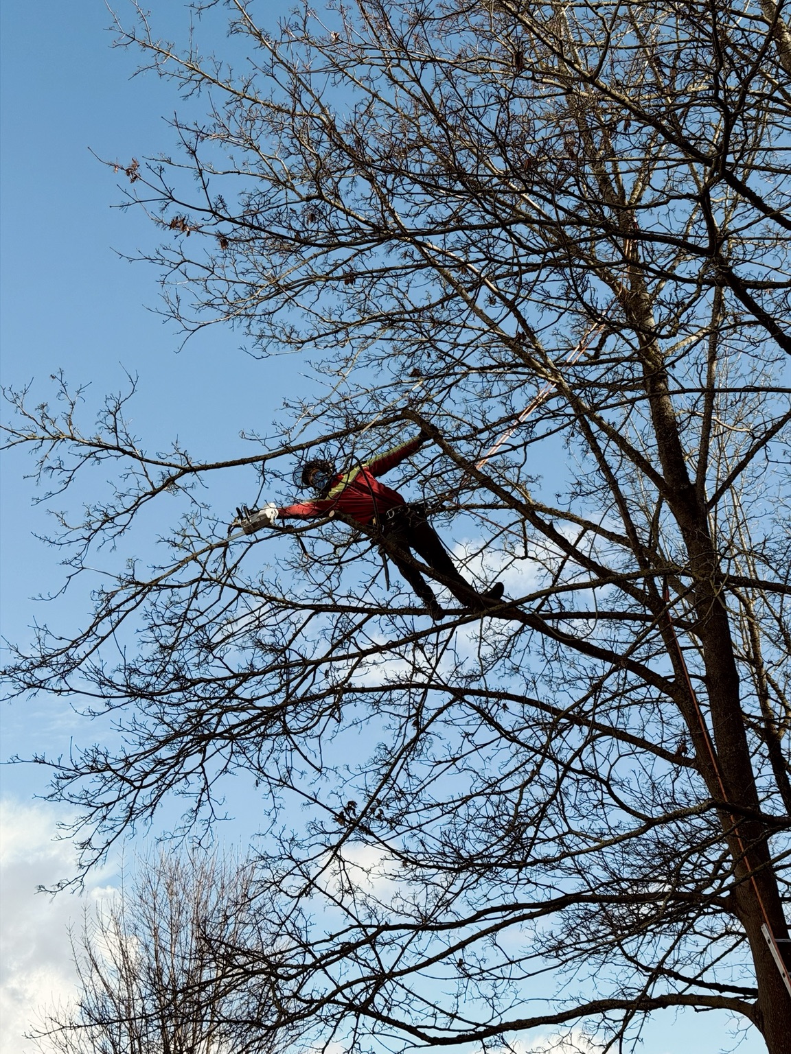 Baumpfleger bei der Pflege eines Baumes