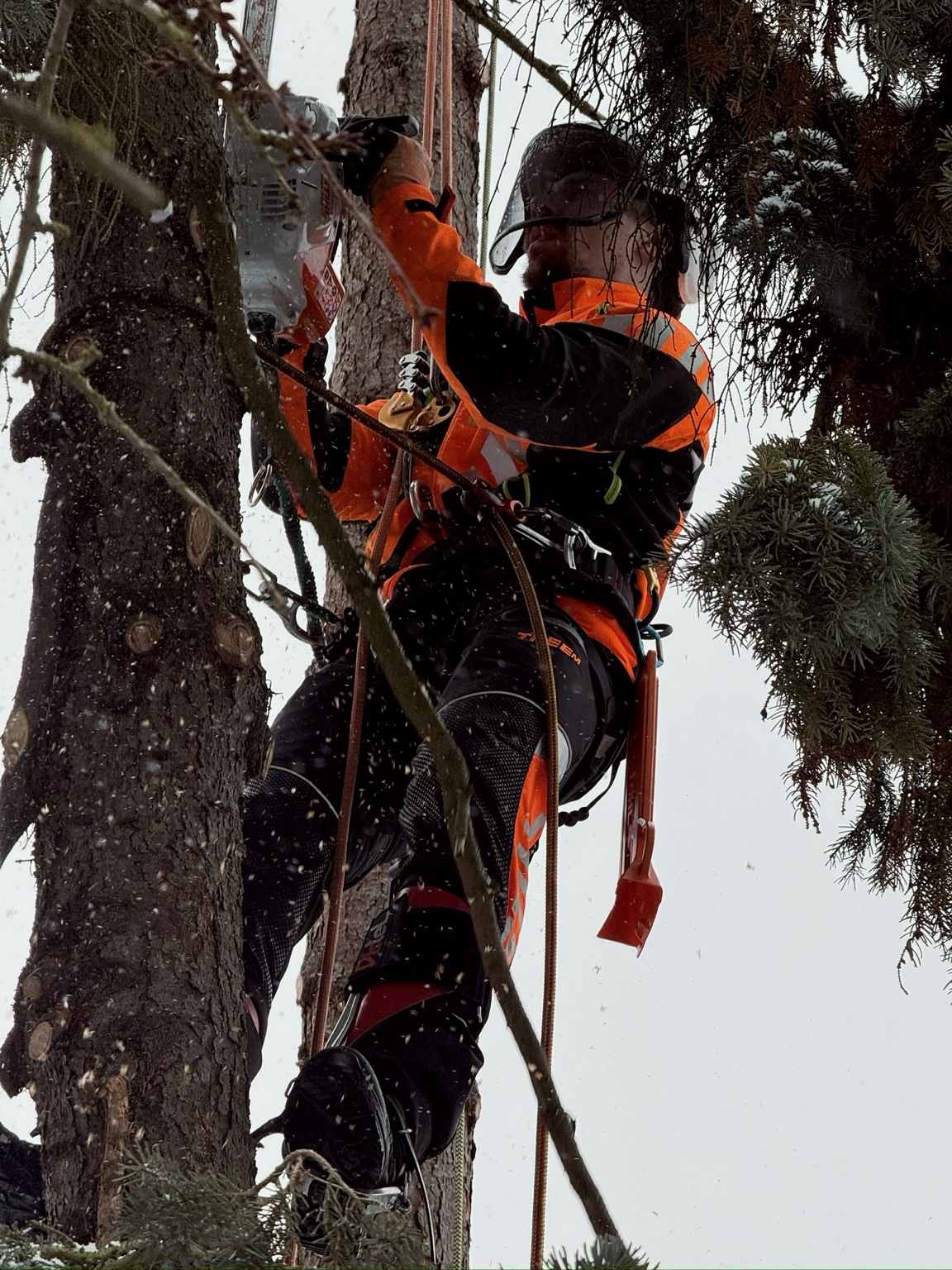 Baumpfleger mit Motorsäge in einem Baum